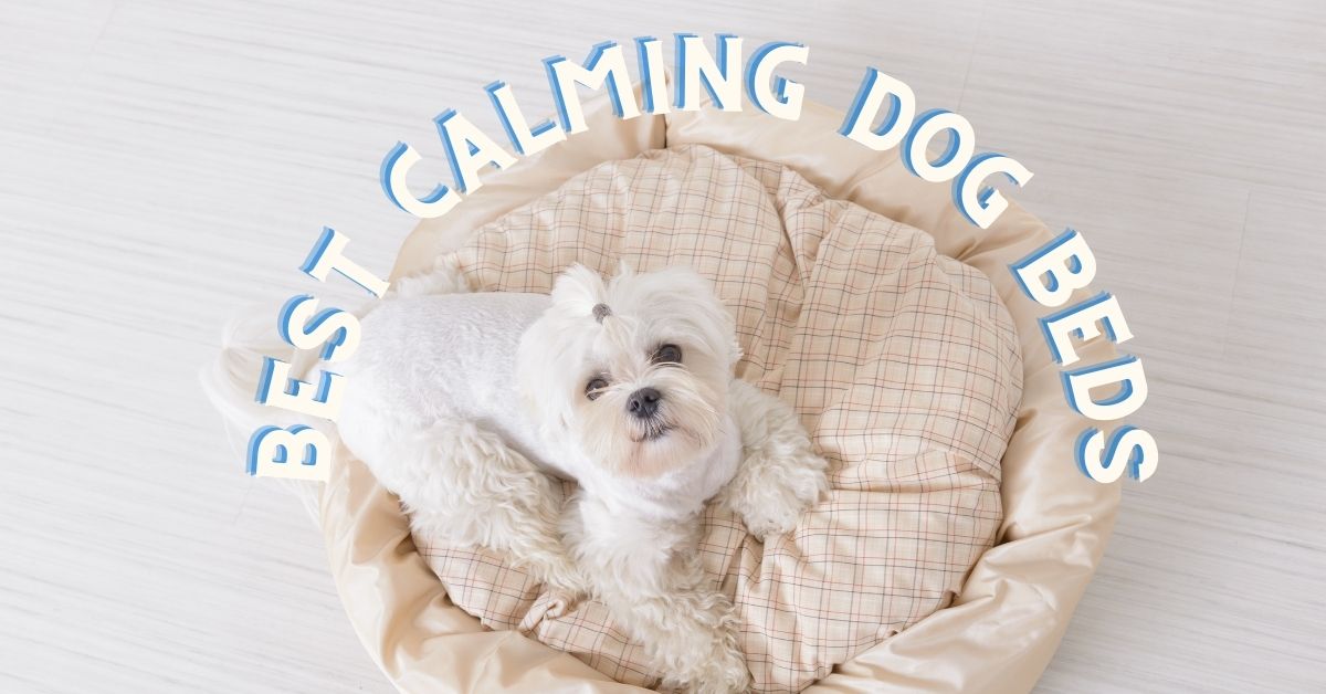 Calming Dog Bed